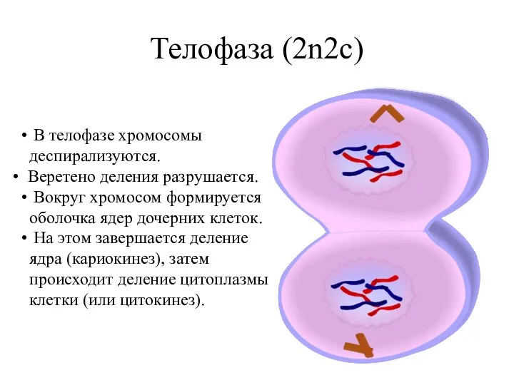 В телофазе хромосомы деспирализуются. Веретено деления разрушается. Вокруг хромосом формируется