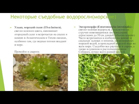Некоторые съедобные водоросли(морские) Ульва, морской салат (Ulva lactuca), светло-зеленого цвета,