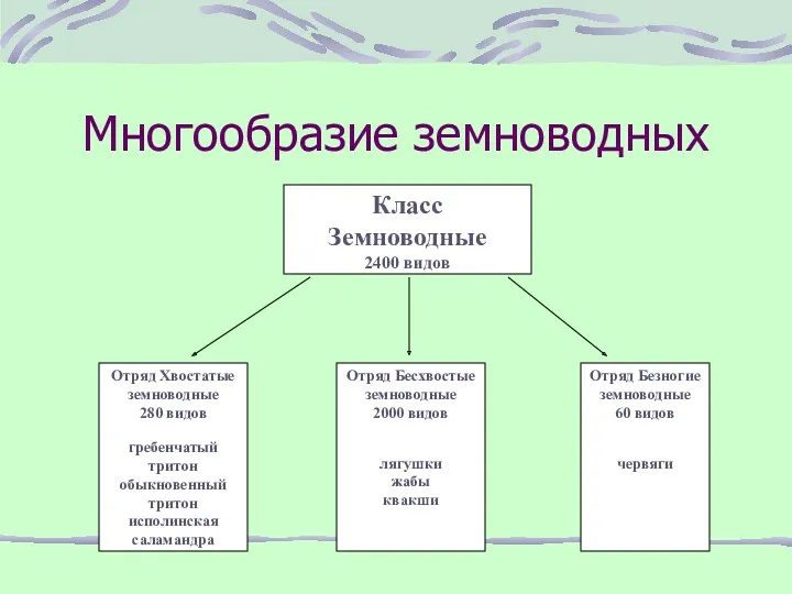 Многообразие земноводных Класс Земноводные 2400 видов Отряд Хвостатые земноводные 280