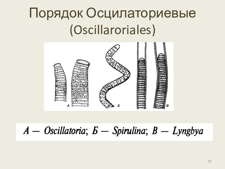 Порядок Осцилаториевые (Oscillaroriales)