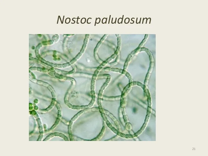 Nostoc paludosum