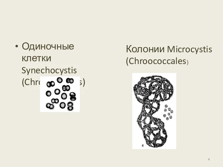 Одиночные клетки Synechocystis (Chroococcales) Колонии Microcystis (Chroococcales)