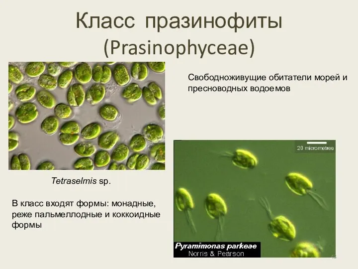 Класс празинофиты (Prasinophyceae) Tetraselmis sp. В класс входят формы: монадные,