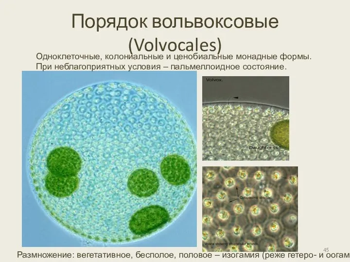 Порядок вольвоксовые (Volvocales) Одноклеточные, колониальные и ценобиальные монадные формы. При