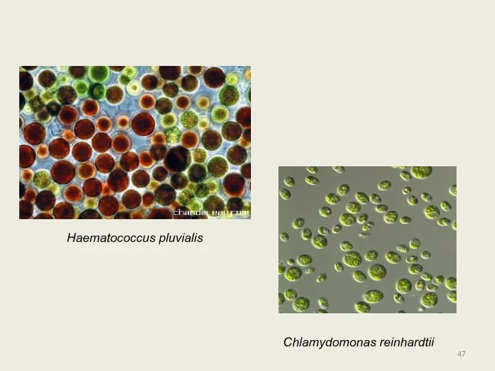 Haematococcus pluvialis Chlamydomonas reinhardtii