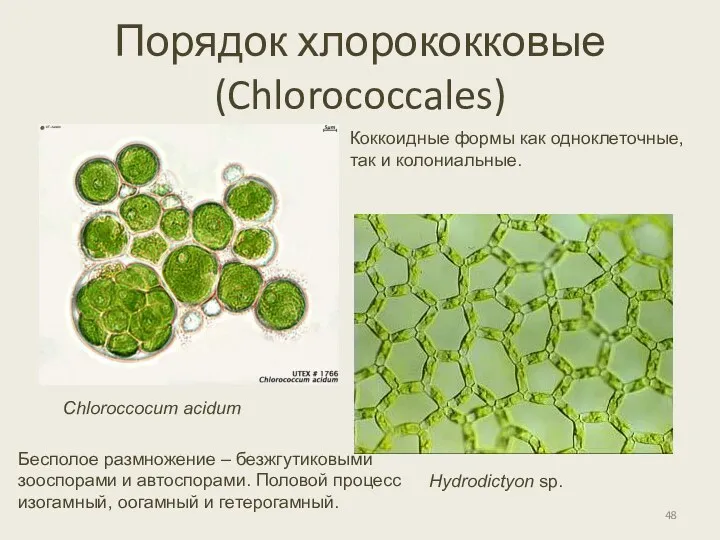 Порядок хлорококковые (Chlorococcales) Chloroccocum acidum Hydrodictyon sp. Коккоидные формы как