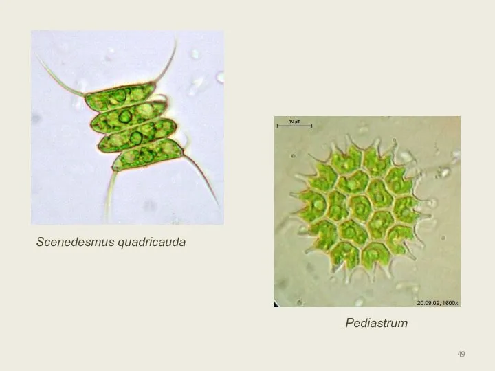 Pediastrum Scenedesmus quadricauda