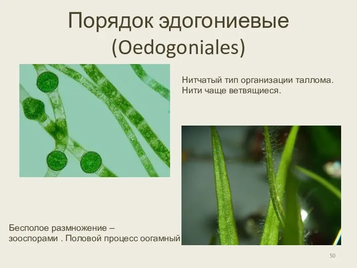 Порядок эдогониевые (Oedogoniales) Бесполое размножение – зооспорами . Половой процесс