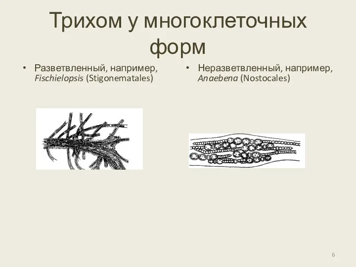 Трихом у многоклеточных форм Разветвленный, например, Fischielopsis (Stigonematales) Неразветвленный, например, Anaebena (Nostocales)
