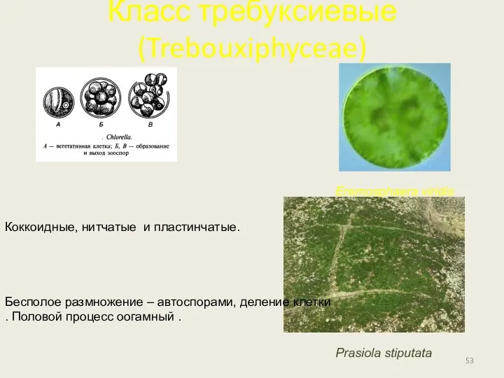 Класс требуксиевые (Trebouxiphyceae) Eremosphaera viridis Prasiola stiputata Бесполое размножение –