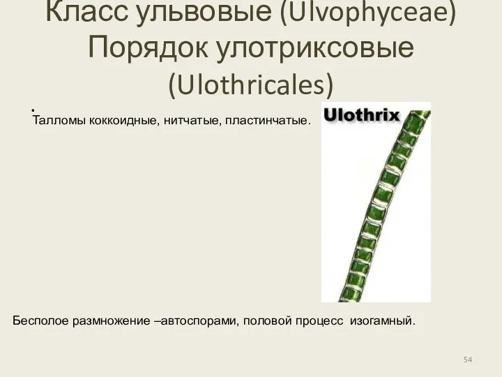 Класс ульвовые (Ulvophyceae) Порядок улотриксовые (Ulothricales) Талломы коккоидные, нитчатые, пластинчатые.