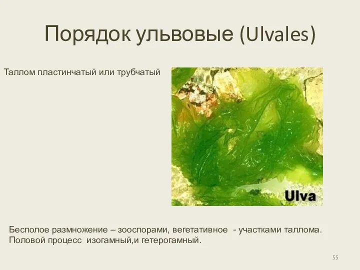 Порядок ульвовые (Ulvales) Таллом пластинчатый или трубчатый Бесполое размножение –