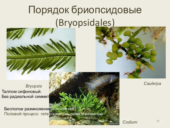 Порядок бриопсидовые (Bryopsidales) Bryopsis Caulerpa Codium Таллом сифоновый. Без радиальной