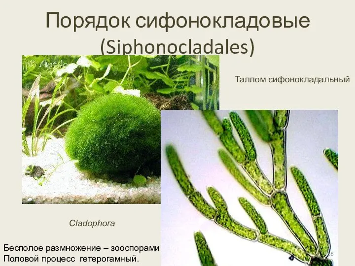 Порядок сифонокладовые (Siphonocladales) Cladophora Таллом сифонокладальный Бесполое размножение – зооспорами Половой процесс гетерогамный.