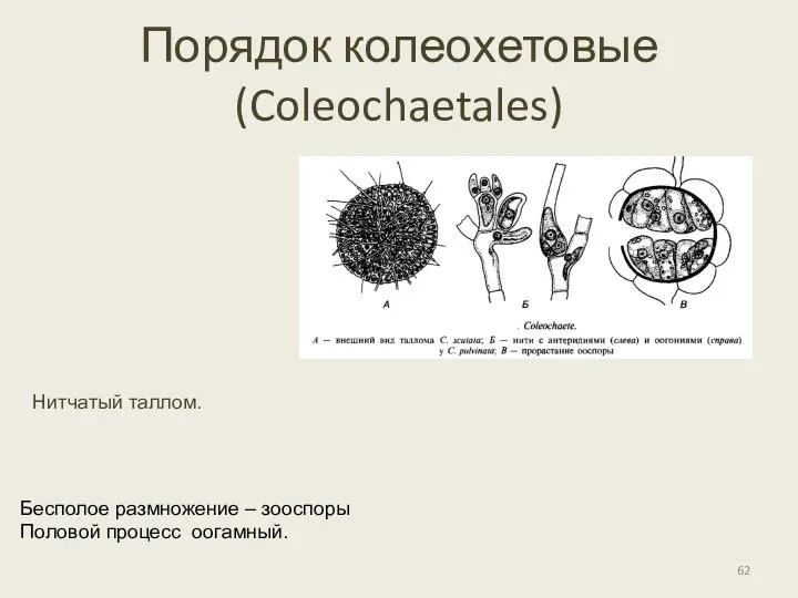 Порядок колеохетовые (Coleochaetales) Бесполое размножение – зооспоры Половой процесс оогамный. Нитчатый таллом.