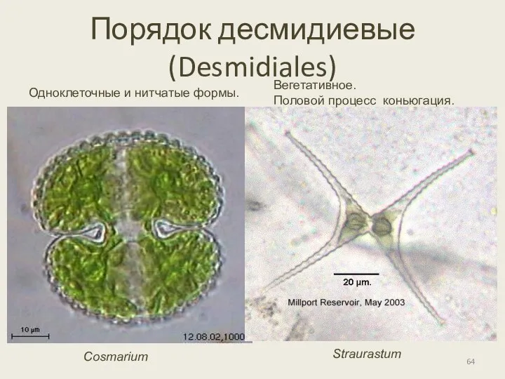 Порядок десмидиевые (Desmidiales) Одноклеточные и нитчатые формы. Straurastum Cosmarium Вегетативное. Половой процесс коньюгация.