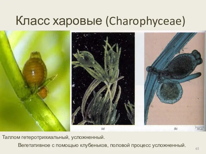 Класс харовые (Charophyceae) Таллом гетеротрихиальный, усложненный. Вегетативное с помощью клубеньков, половой процесс усложненный.