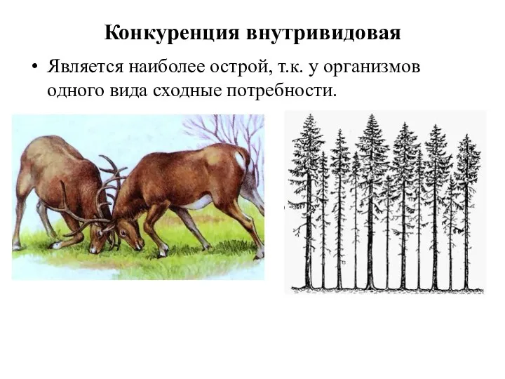 Конкуренция внутривидовая Является наиболее острой, т.к. у организмов одного вида сходные потребности.