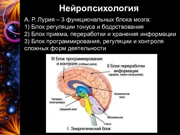 Нейропсихология А. Р. Лурия – 3 функциональных блока мозга: 1)