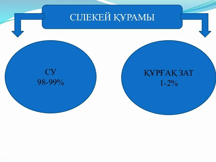 СІЛЕКЕЙ ҚҰРАМЫ СУ 98-99% ҚҰРҒАҚ ЗАТ 1-2%