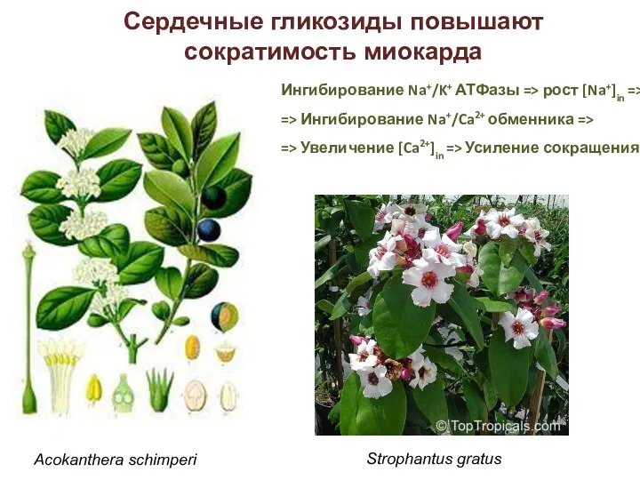 Acokanthera schimperi Strophantus gratus Сердечные гликозиды повышают сократимость миокарда Ингибирование