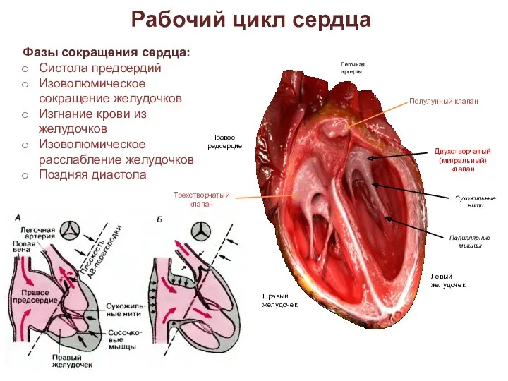 Фазы сокращения сердца: Систола предсердий Изоволюмическое сокращение желудочков Изгнание крови