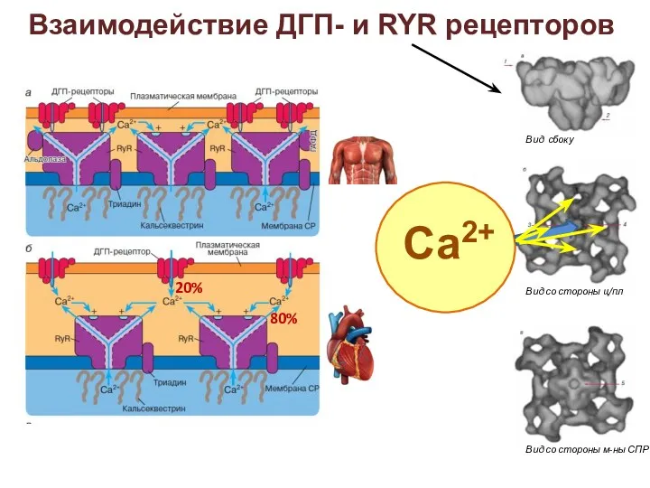 Взаимодействие ДГП- и RYR рецепторов Са2+ 20% 80%