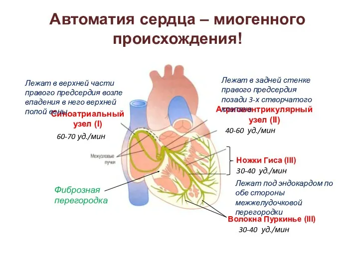 Автоматия сердца – миогенного происхождения! Фиброзная перегородка Лежат под эндокардом