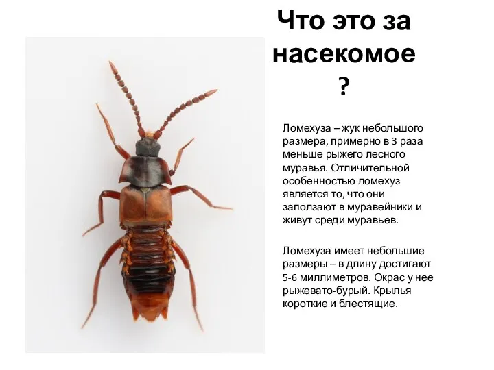 Что это за насекомое? Ломехуза – жук небольшого размера, примерно