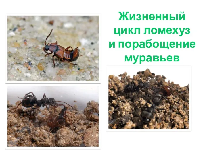 Жизненный цикл ломехуз и порабощение муравьев
