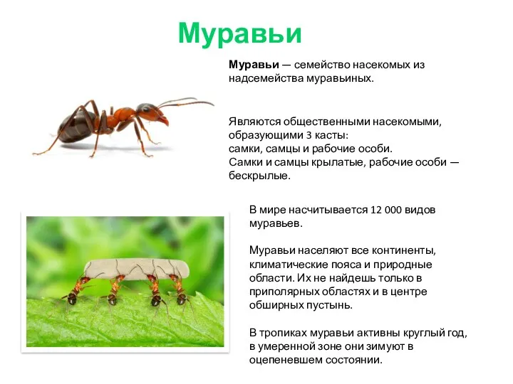 Муравьи Муравьи — семейство насекомых из надсемейства муравьиных. Являются общественными