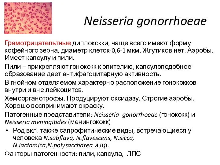 Neisseria gonorrhoeae Грамотрицательтные диплококки, чаще всего имеют форму кофейного зерна, диаметр клеток-0,6-1 мкм.