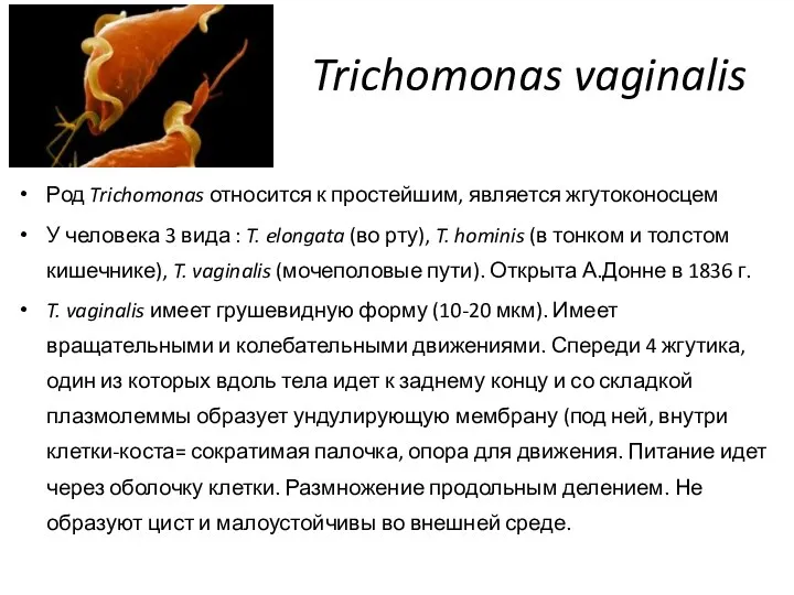 Trichomonas vaginalis Род Trichomonas относится к простейшим, является жгутоконосцем У человека 3 вида