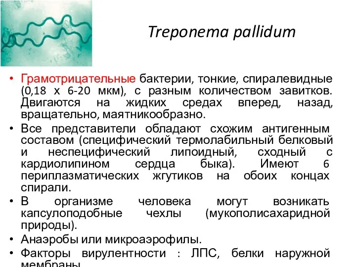 Treponema pallidum Грамотрицательные бактерии, тонкие, спиралевидные (0,18 х 6-20 мкм), с разным количеством