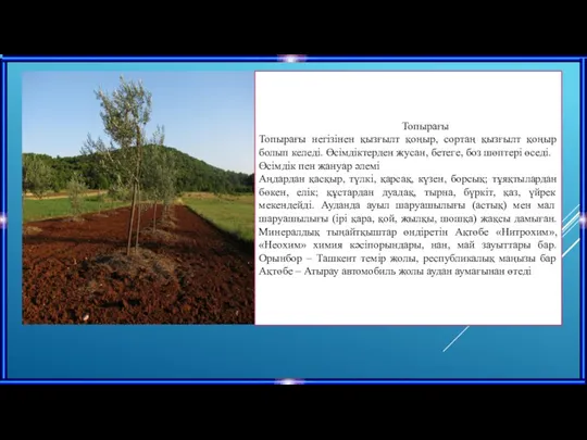 Топырағы Топырағы негізінен қызғылт қоңыр, сортаң қызғылт қоңыр болып келеді.