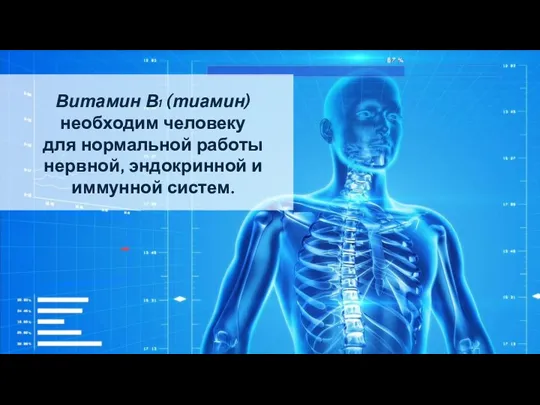 Витамин В1 (тиамин) необходим человеку для нормальной работы нервной, эндокринной и иммунной систем.