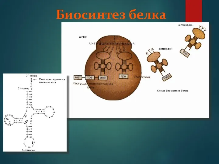 Биосинтез белка