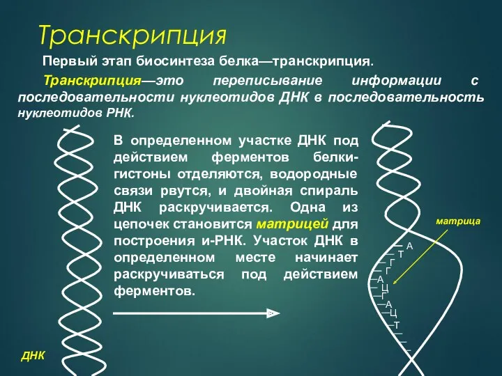 Транскрипция Первый этап биосинтеза белка—транскрипция. Транскрипция—это переписывание информации с последовательности