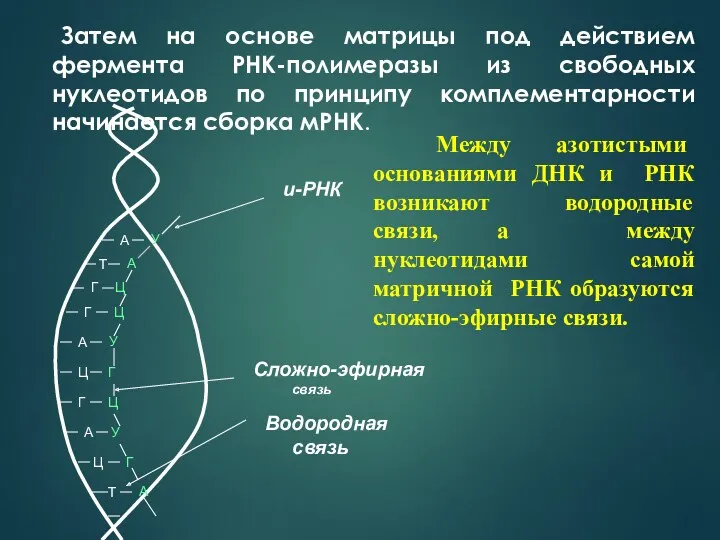 Затем на основе матрицы под действием фермента РНК-полимеразы из свободных нуклеотидов по принципу