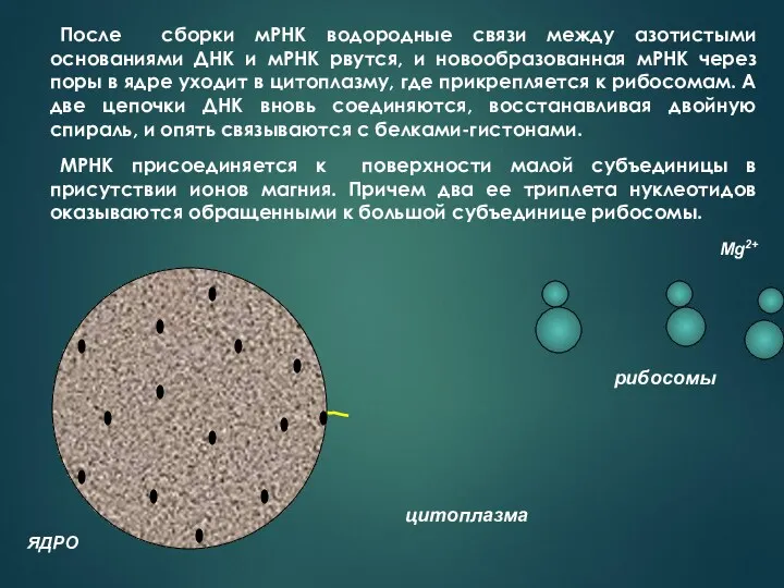 мРНК После сборки мРНК водородные связи между азотистыми основаниями ДНК и мРНК рвутся,