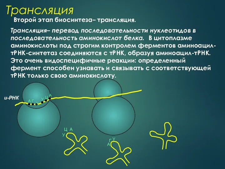 Трансляция Второй этап биосинтеза– трансляция. Трансляция– перевод последовательности нуклеотидов в последовательность аминокислот белка.