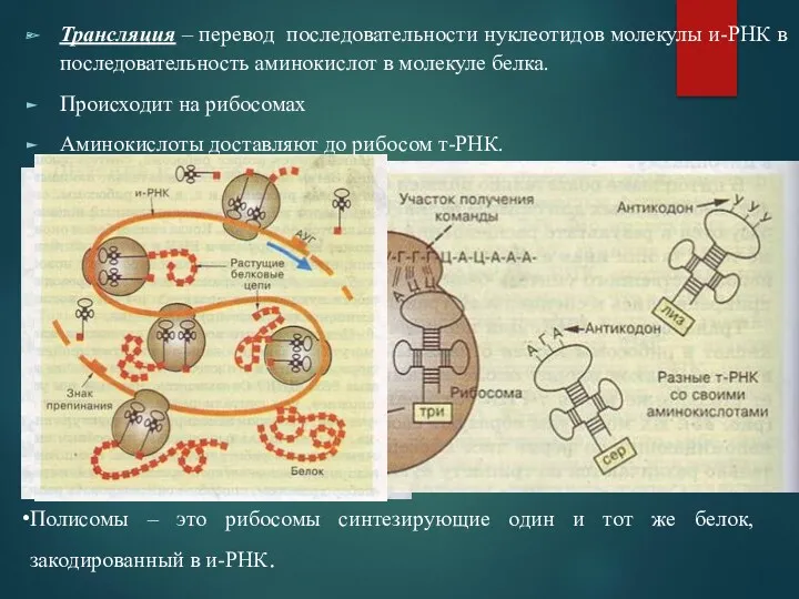 Трансляция – перевод последовательности нуклеотидов молекулы и-РНК в последовательность аминокислот в молекуле белка.