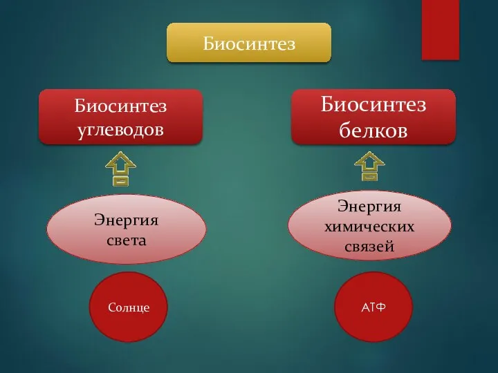 Биосинтез Биосинтез углеводов Биосинтез белков Энергия света Энергия химических связей Солнце АТФ