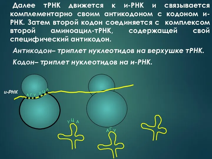 Далее тРНК движется к и-РНК и связывается комплементарно своим антикодоном с кодоном и-РНК.