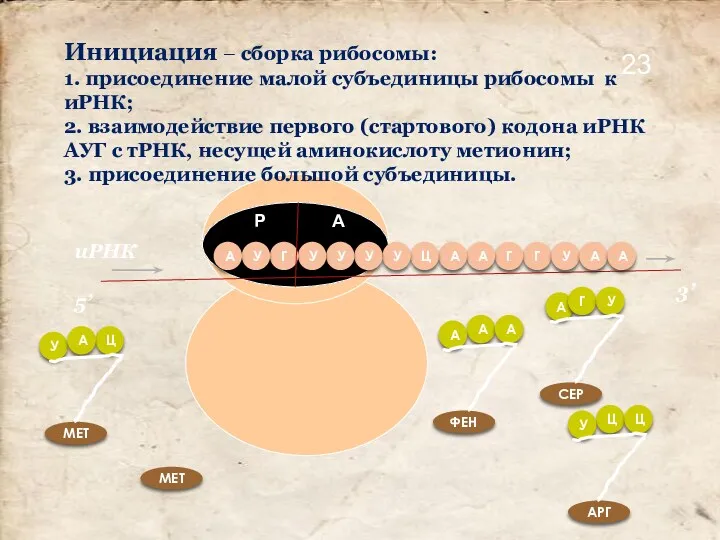 Инициация – сборка рибосомы: 1. присоединение малой субъединицы рибосомы к иРНК; 2. взаимодействие