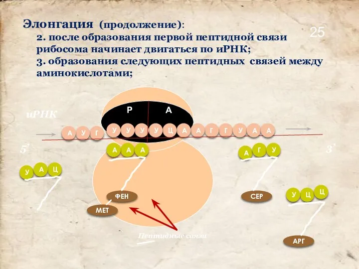 Г Г А А Ц У У У У Г У А Ц