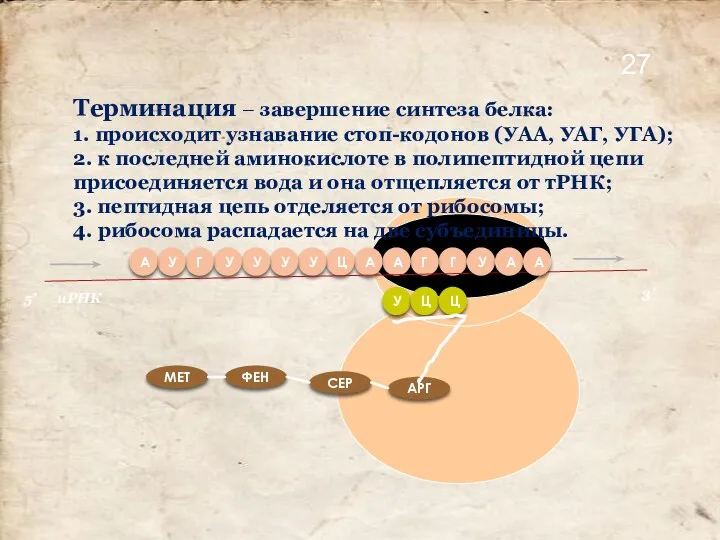 Терминация – завершение синтеза белка: 1. происходит узнавание стоп-кодонов (УАА, УАГ, УГА); 2.