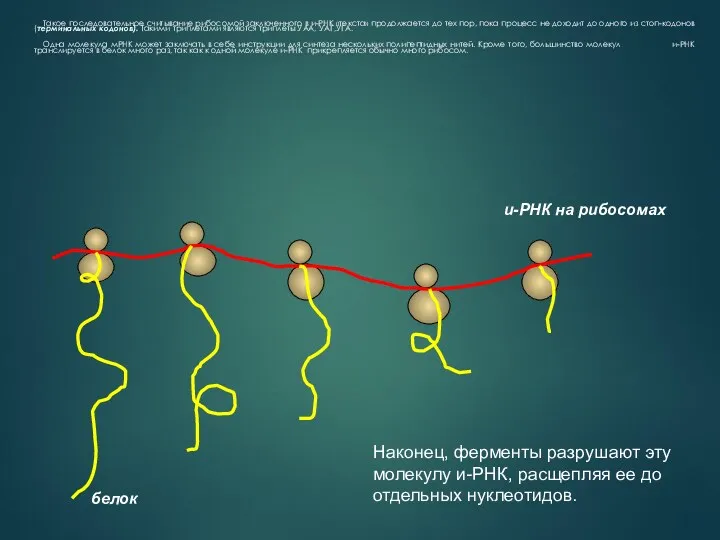 Такое последовательное считывание рибосомой заключенного в и-РНК «текста» продолжается до