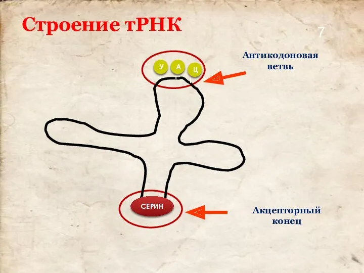 Строение тРНК Антикодоновая ветвь Акцепторный конец СЕРИН У А Ц