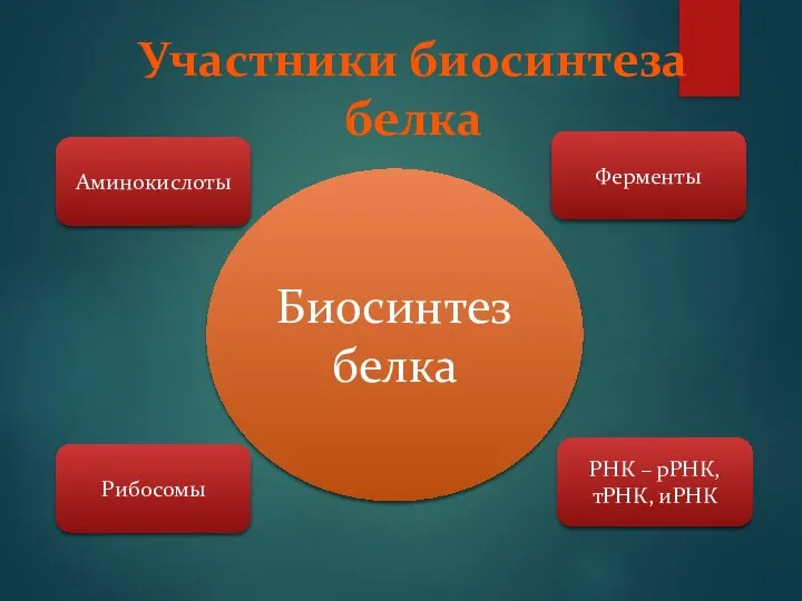 Участники биосинтеза белка Аминокислоты Ферменты Рибосомы РНК – рРНК, тРНК, иРНК Биосинтез белка